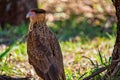 Wild bird Chimango Caracara - Photo of bird of prey Chimango Caracara / Milvago chimamgo typical of southern South America